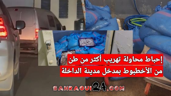 إحباط محاولة تهريب أكثر من طن من الأخطبوط بمدخل مدينة الداخلة